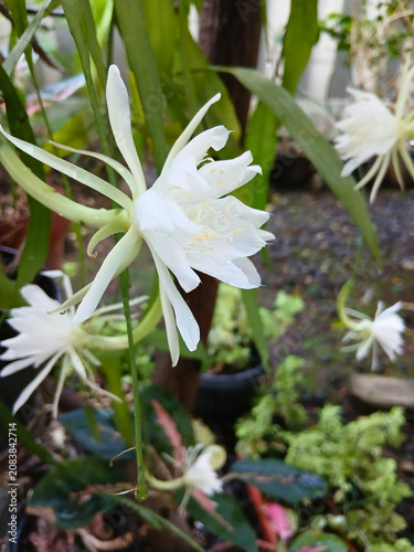 Night Queen Flower Blooming on the Plant