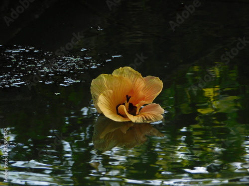 hibicus flower floating on the water