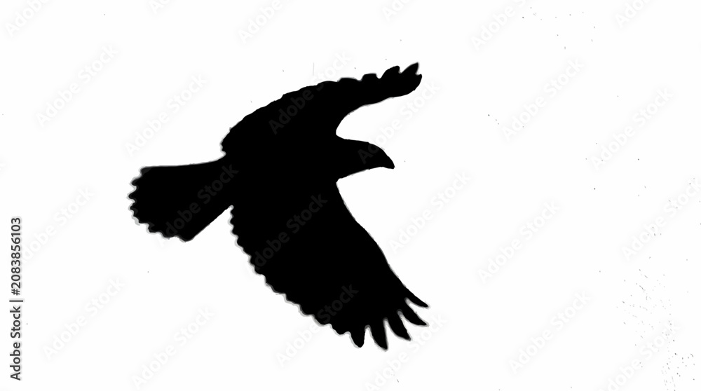Fototapeta premium High contrast bold black silhouette of hawk bird of prey soaring freely elegant minimal avian design element graphics