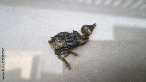 Photos Close-up of a decomposed dead bird carcass resting on a light neutral surface