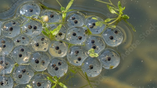 A large cluster of translucent frog spawn floats near green aquatic vegetation in a freshwater pond as new life begins through natural growth and biological processes during the spring season