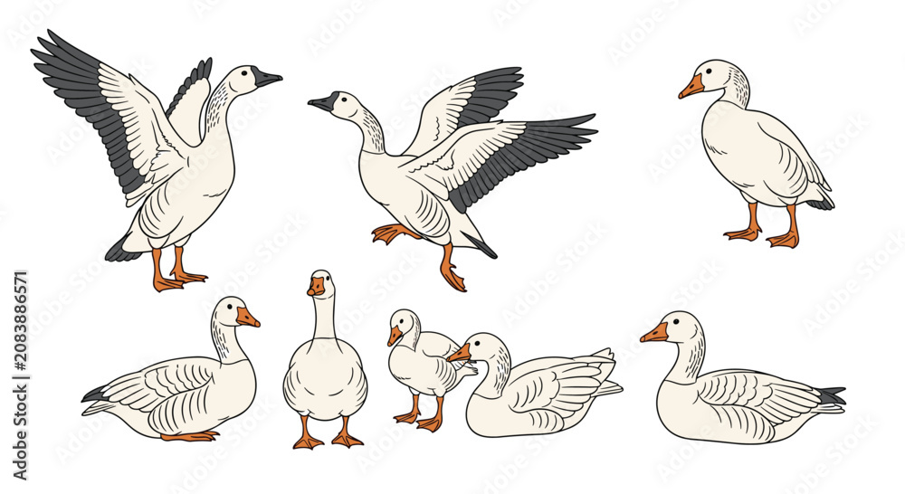 Obraz premium Set of seven white geese illustrations in various natural poses including standing, flying with outstretched wings, and resting on the ground.