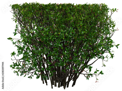 Red-Berried Evergreen Shrub Isolated PNG, Upright Multi-Stem Fruiting Shrub, Transparent Background