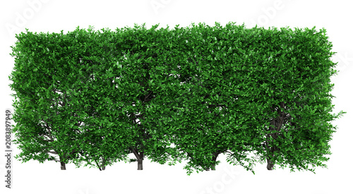 Boxwood Hedge Isolated PNG, Tall Clipped Evergreen Screen, Transparent Background