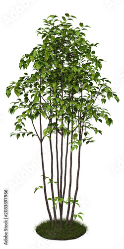 Broadleaf Multi-Stem Shrub Isolated PNG, Tall Upright Garden Shrub, Transparent Background