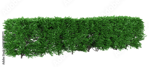 Boxwood Hedge Isolated PNG, Low Formal Evergreen Hedge, Transparent Background