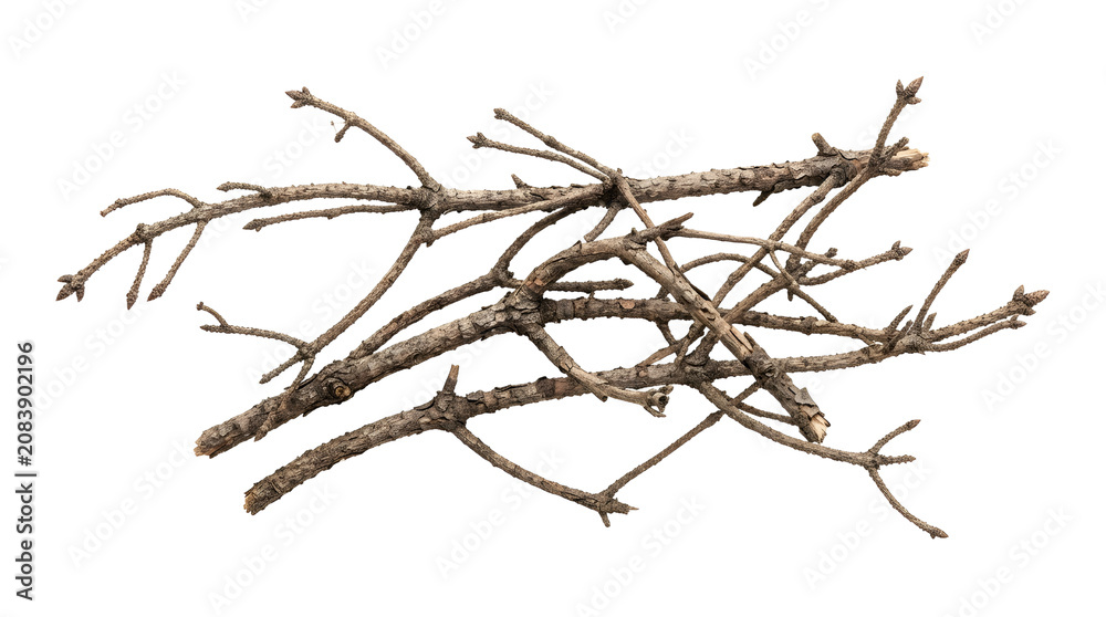 Fototapeta premium Dry Tree Branches on Black Background Studio Shot