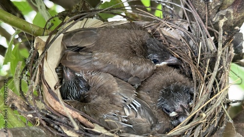 Three fluffy baby birds sleeping soundly together in a cozy nest