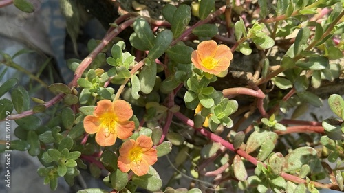 Three vibrant orange moss rose flowers blooming beautifully in warm sunlight