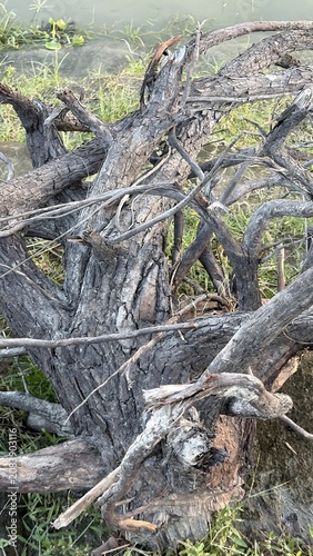 Intricate dead tree roots and branches lying on green grass