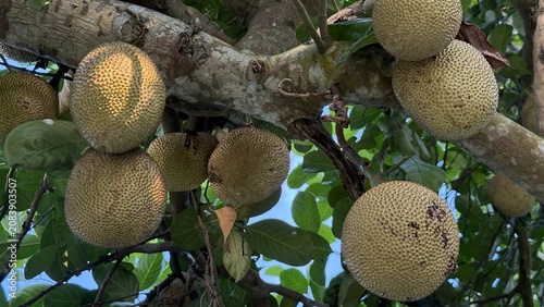 Several young jackfruits hanging from a tropical tree branch with leaves