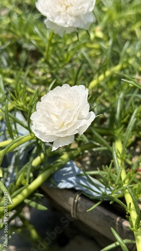 Single delicate white moss rose flower blooming in lush green foliage