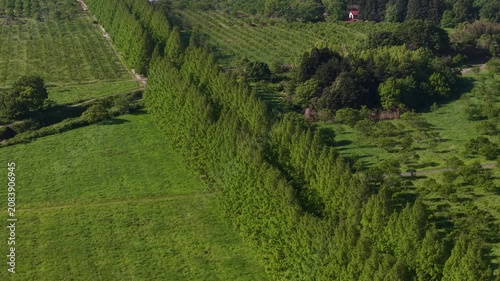 滋賀の絶景ドライブコース・初夏のメタセコイア（ドローン） / Scenic Drive Course in Shiga Early Summer Metasequoia Drone