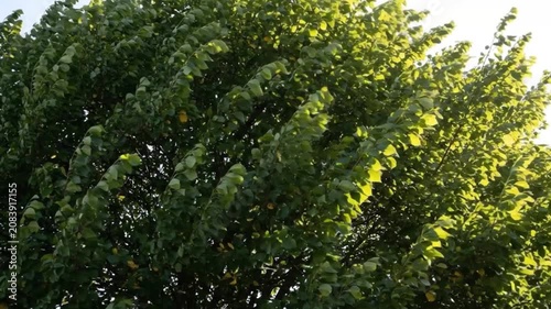 Lush green leafy tree canopy illuminated by warm sunlight, gently swaying in the breeze, creating a fresh natural background in a peaceful outdoor setting