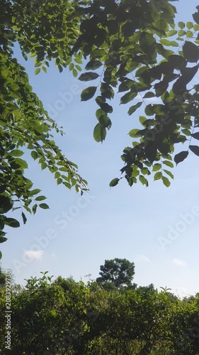 various types of green leaves in Indonesian nature