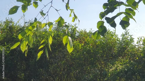 various types of green leaves in Indonesian nature