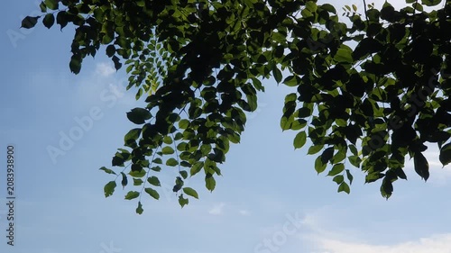 various types of green leaves in Indonesian nature