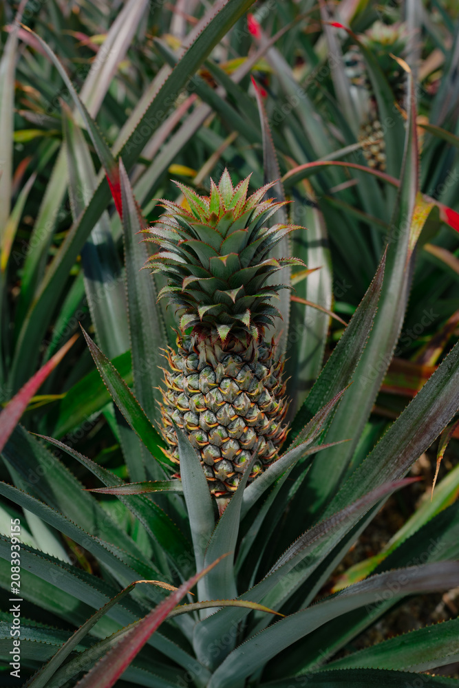 Obraz premium pineapple in the garden