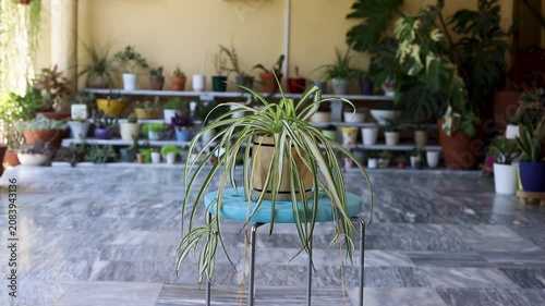 Variegated Spider Plant in Wooden Planter on a Blue Stool