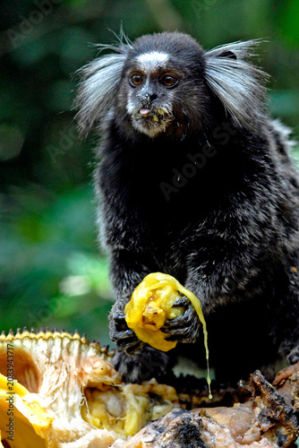 Foto Macaco