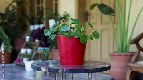 Chinese Money Plant in Red Planter Closeup