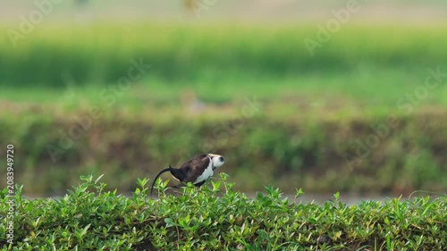 Pheasant tailed jacana cleaning the feathers