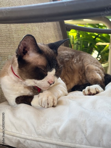 Canvastavla Devon Rex cat relaxing on garden chair in warm sunlight with green plants