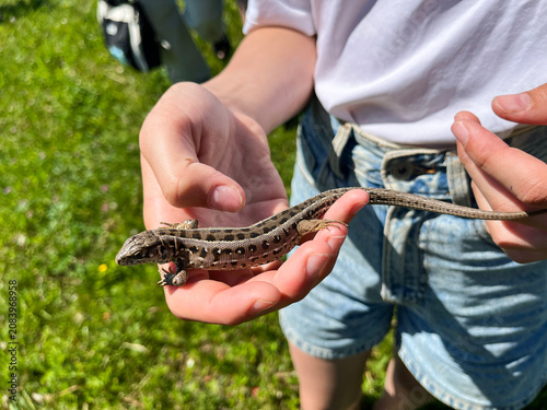 Summer. A child holds a nimble lizard in his arms.
