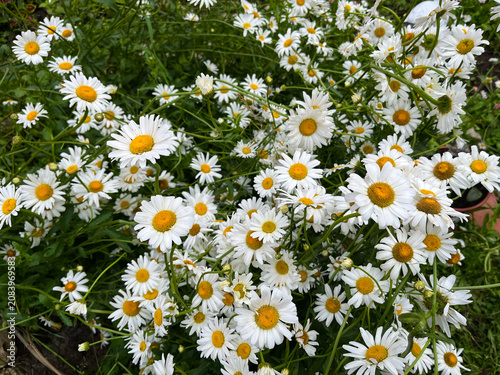 A lush summer daisy bush with white petals and yellow cores in the garden.