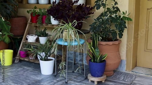 Spider Plant in a Wooden Pot in a Garden
