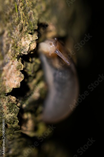 фотографія lehmannia marginata is a tree slug which is an air-breathing land slug