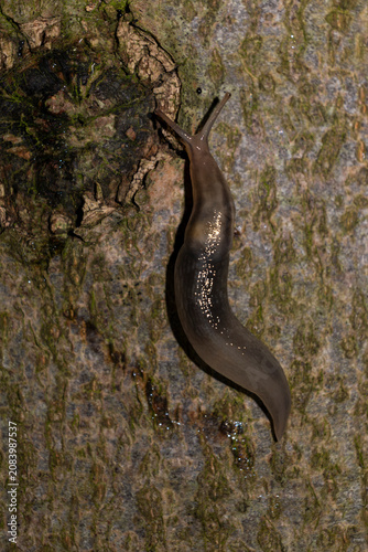 Принти на полотні lehmannia marginata is a tree slug which is an air-breathing land slug