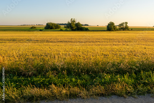 A vast expanse of ripening wheat glows in warm golden light across the fertile farmland of the Czech Republic. Wild grasses and roadside vegetation line the edge of this sweeping rural landscape