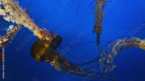 Sea nettle jellyfish floating in deep blue water, aquarium close up