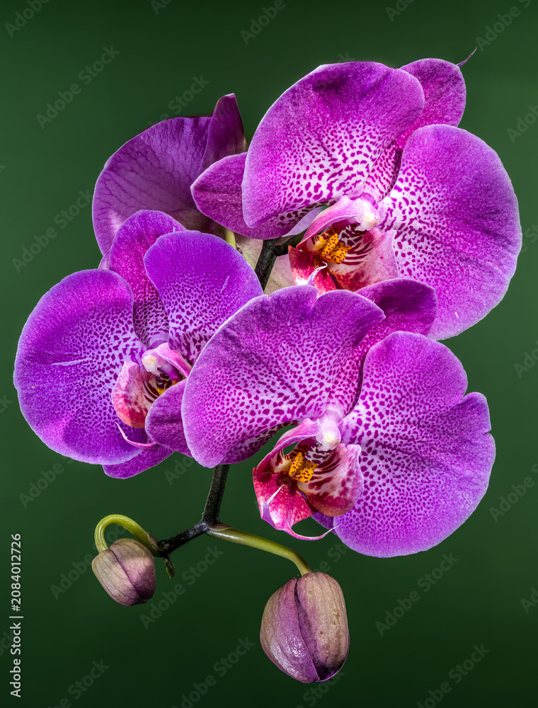 Fototapeta premium Beautiful Purple Phalaenopsis Orchid Flowers Blooming On Green Background