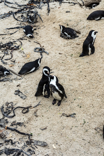 African Penguins at Boulders Beach, South Africa