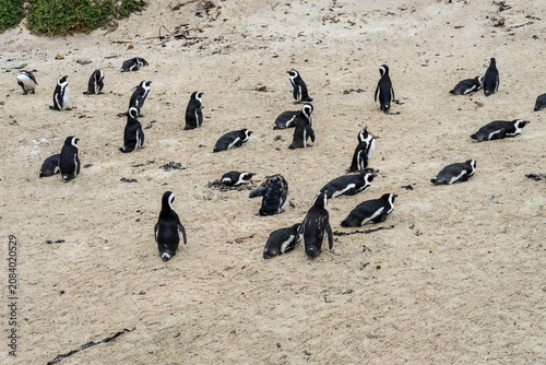 African Penguins at Boulders Beach, South Africa
