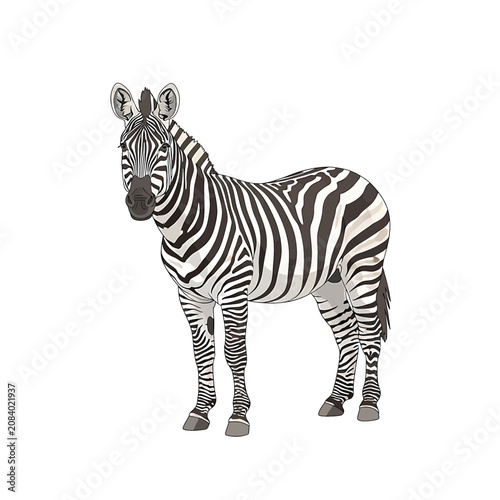 Zebra standing alone looking forward.