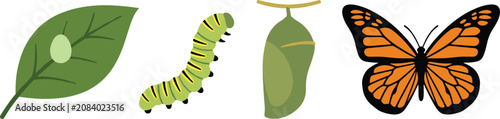 Fotografi Monarch Butterfly Life Cycle Vector Graphic Set with Egg on Leaf Caterpillar Chr