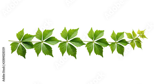 Macro flat lay of a glossy, stylized green vine segment with deeply lobed foliage, isolated on a seamless transparent background in a studio, concept of delicate natural elegance