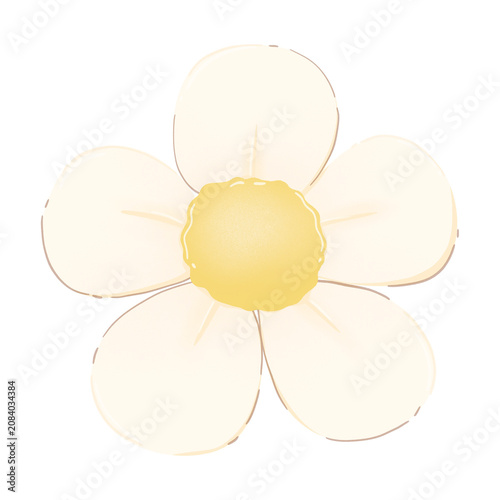 hand drawn White Petal Flower Illustration
