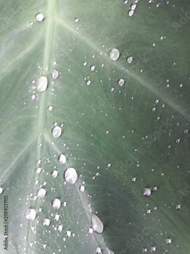Fotografía 토란 잎 위의 빗방울들