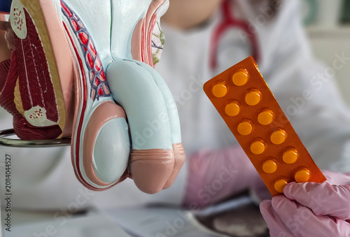 Konstfotografi Medical model showing male reproductive organs with a hand holding a pack of med