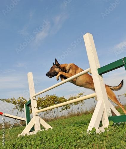 Canvastavla belgian shepherd jumping in agility