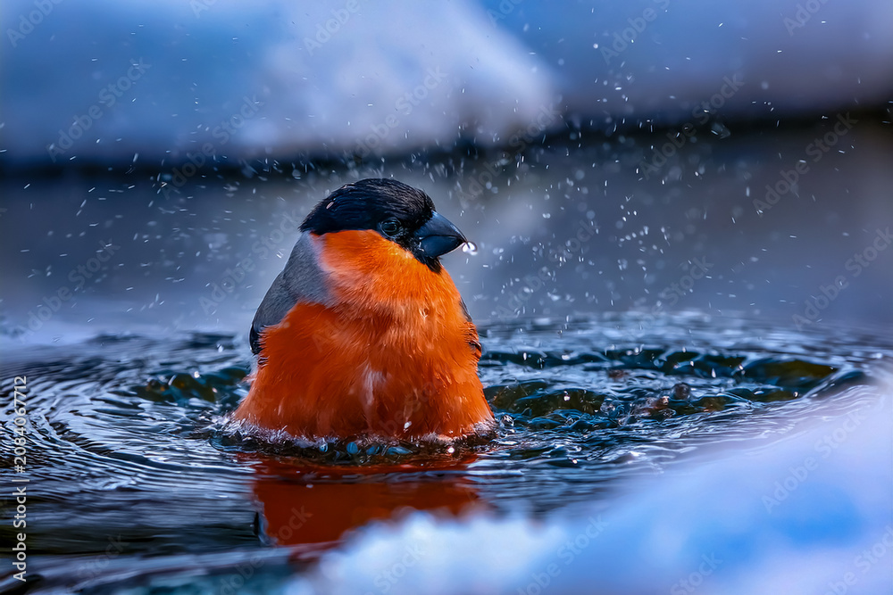Fototapeta premium Ein Gimpel badet im Wasser