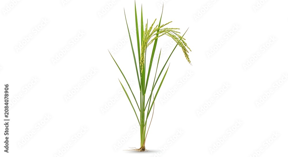 Obraz premium Single Green Plant Stem with Leaves and Roots, Botanical Detail.
