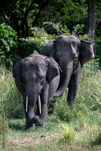HABARANA, SRI LANKA - JUNE 09, 2026 : A young tusker elephant grazing on lush grass within Minneriya National Park at Habarana in central Sri Lanka.