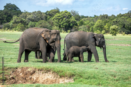 HABARANA, SRI LANKA - JUNE 09, 2026 : An elephant calf feeds from its mother on grassland within Minneriya National Park at Habarana in central Sri Lanka.