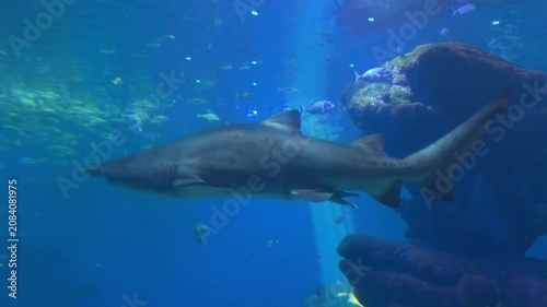 Large majestic shark swimming underwater in a deep blue aquarium surrounded by small schooling fish and beautiful light rays. Marine wildlife predator and ocean life concept.