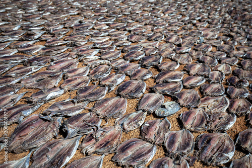 NEGOMBO, SRI LANKA - MAY 30, 2026 : Tuna fish drying  on Negombo beach ready for packing and sale.